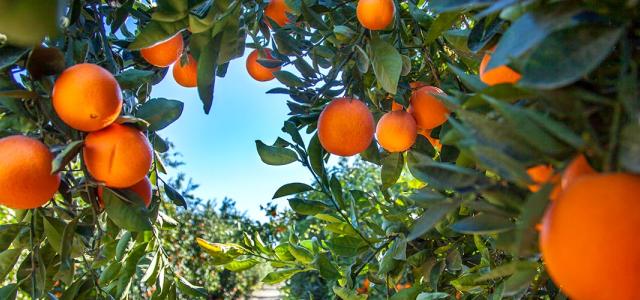 A grove of orange trees.